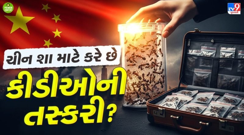 ચીન ન કરે એટલુ ઓછુ…. ચીનમાં મોટા પાયે ચાલી રહી છે કીડીઓની તસ્કરી, ખાસ પ્રજાતિની એક કીડીની કિંમત છે 21000 રૂપિયા- વાંચો