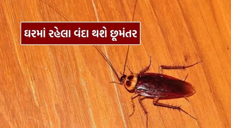 Get Rid From Cockroach : ઘરમાં રહેલા વંદા થશે છૂમંતર, ફક્ત આ બે વસ્તુનો કરો ઉપયોગ