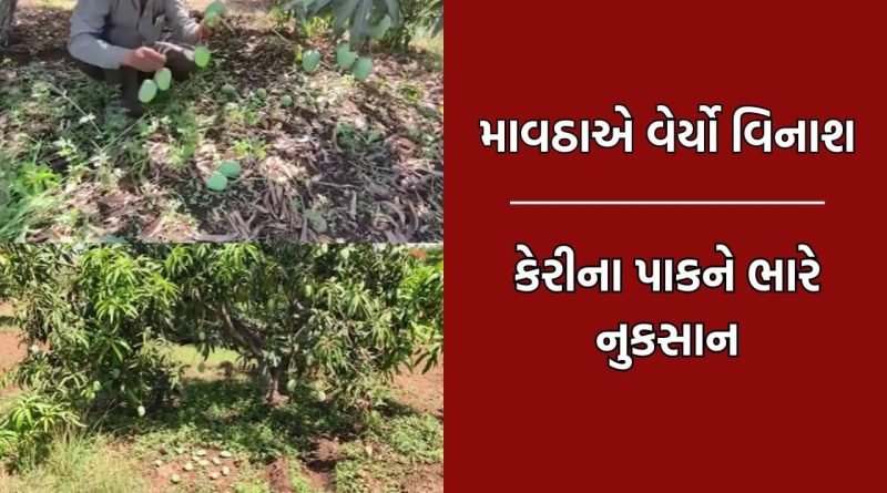 ગીર સોમનાથમાં માવઠાને કારણે કેરીના પાકને ભારે નુકસાન, અસંખ્ય કેરીઓ ખરી પડતા ખેડૂતો ચિંતાગ્રસ્ત- Video