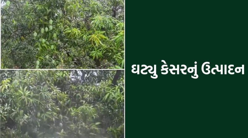 કેસરના રસીયાઓ માટે માઠા સમાચાર, આ વર્ષે ઓછી ખાવા મળશે કેરી- Video