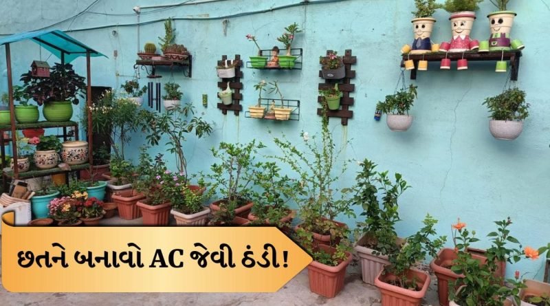 Terrace Cooling Tips: AC વગર પણ મળશે ઠંડક! છતની ગરમી ઘટાડવાના સસ્તા અને અસરકારક રસ્તા