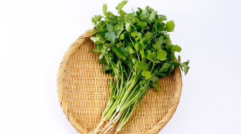 Summer Kitchen Tips: ગરમીમાં ફ્રિજ વગર પણ તાજો રહેશે ધાણા-ફુદીનો ! અપનાવો આ સ્માર્ટ કિચન ટિપ્સ