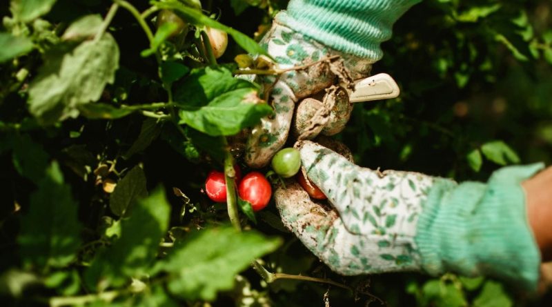 પૈસા ખર્ચ્યા વગર ઘરે જ આ 5 DIY ખાતર બનાવો, તમારા બગીચો હંમેશા લીલોછમ અને હરિયાળો રહેશે