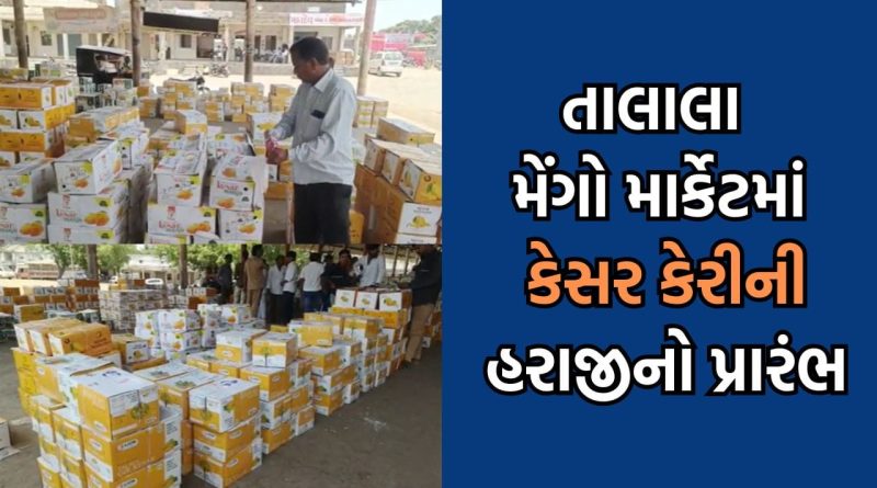 કેરીના રસિયાઓ આનંદો, તાલાલા મેંગો માર્કેટમાં કેસર કેરીની હરાજીના થયા શ્રીગણેશ- Video
