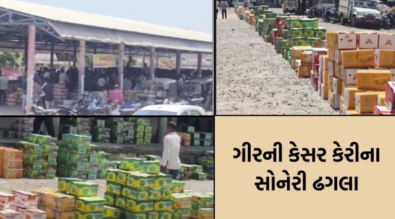 Breaking News : કેરીના રસિયાઓ માટે સારા સમાચાર: તાલાળા યાર્ડમાં કેસરની હરાજીની તારીખ જાહેર