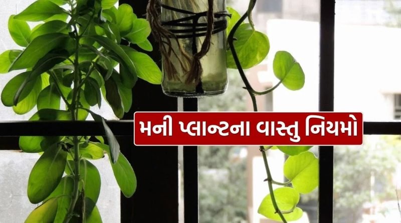 Money Plant Vastu Tips : તમારા ઘરમાં મની પ્લાન્ટ ખોટી દિશામાં મૂકાયેલો છે? જાણો વસ્તુ અનુસાર તેના નુકસાન