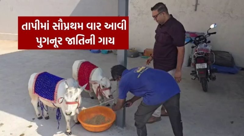 ગુજરાતના તાપી જિલ્લામાં આવી સૌપ્રથમ પુગનૂર જાતિની ગાય, જુઓ Video