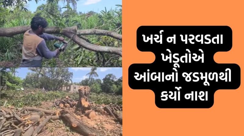 તાલાલા ગીરમાં અનેક ખેડૂતોએ સંતાનોની જેમ ઉછેરેલા આંબા કાપી નાખવા બન્યા મજબુર, નુકસાનીના માર સામે થયા લાચાર- Video