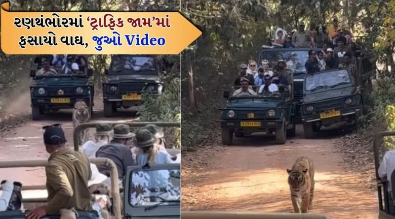 જંગલમાં ‘ટ્રાફિક જામ’, જીપ વચ્ચે ફસાયેલો વાઘ, રણથંભોરનો Video Viral, યુઝર્સ થયા લાલઘુમ, જુઓ Video