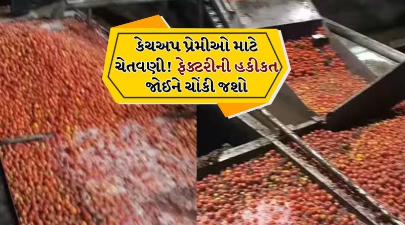 આ Video જોશો તો ટોમેટો કેચઅપ ખાતા બંધ થઈ જશો,  ફેક્ટરીમાં આ રીતે ગંધાય રહ્યા છે ટમેટા, જુઓ Video