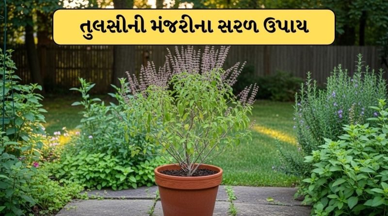 તુલસીની મંજરી સુકાઈ ગયા પછી ફેંકી દેવાની ભૂલ ન કરતા, આ બે ઉપાય તમારા ઘરમાં ખાલી થવાથી બચાવશે