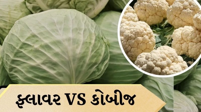 Cabbage vs Cauliflower: ફ્લાવર કે કોબીજ… શેમાં વધુ પોષક તત્વો હોય છે, કયું ખાવામાં વધુ ફાયદાકારક છે?