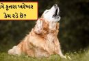 રાત્રે કૂતરા ખરેખર કેમ રડે છે? નથી આત્મા જોયાનો સંકેત, તો જાણો શું છે સત્ય