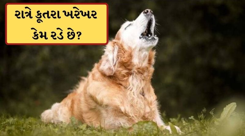 રાત્રે કૂતરા ખરેખર કેમ રડે છે? નથી આત્મા જોયાનો સંકેત, તો જાણો શું છે સત્ય