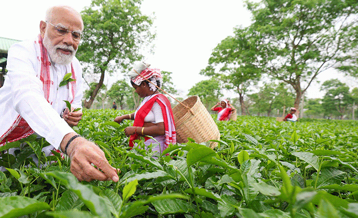 ચાની પત્તીઓ તોડતા શીખ્યા પછી સેલ્ફી પડાવી:PM મોદીનો ચાના બગીચામાં અનોખો અંદાજ, કેરળમાં રાહુલે બસમાં મુસાફરી કરી; જુઓ તસવીરો