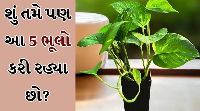 Vastu Tips: ફાયદો જ નહીં નુકસાન પણ પહોંચાડી શકે છે મની પ્લાન્ટ, ક્યાંક તમે તો આ ભૂલો નથી કરી રહ્યા ને!
