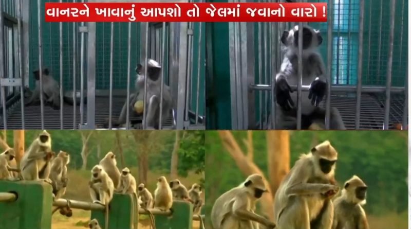 અમદાવાદમાં વર્ષે વાનર કરડવાના 300 જેટલા બનાવ બને છે, કપિરાજને ખાવાનું આપવું ગુનો છે, 3 વર્ષની જેલ-25000 દંડ થઈ શકે