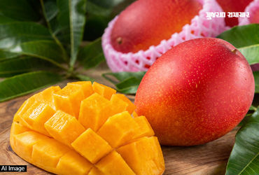 દુનિયાની સૌથી મોંઘી કેરી! 1 કિલોના ભાવમાં તો લક્ઝુરિયસ બાઈક પણ આવી જાય