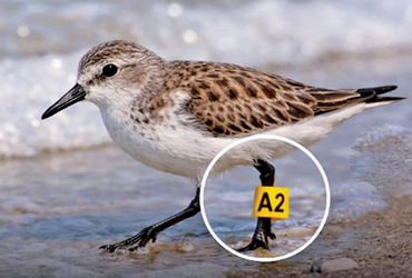 ટચૂકડું સેન્ડર્લિંગ 7,472 કિમી પ્રવાસ ખેડી ઓસ્ટ્રેલિયાથી આંદામાન પહોંચ્યું