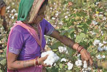 સોયાબીન, કપાસ તથા કઠોળના ઉત્પાદન સામે જોખમ