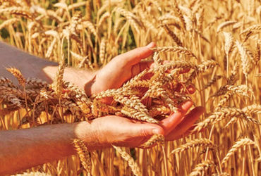 કમોસમી વરસાદથી ઘઉંની ગુણવત્તા બગડતા ટેકાના ભાવે ખરીદીમાં ઘટાડો