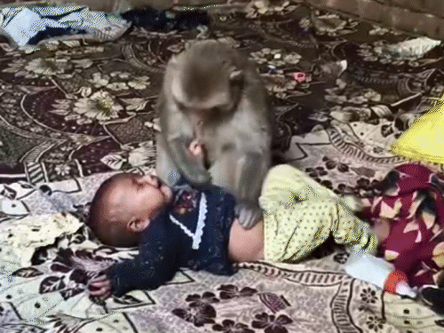 3 મહિનાની બાળકીને વાનરે બંધક બનાવી…VIDEO:પોતાનું જ બાળક સમજીને 2 કલાક લાડ કરતી રહી, મા બૂમો પાડતી રહી પણ છોડાવી શકી નહીં; પાડોસીઓ પર હુમલો કર્યો