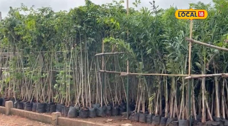 World Earth Day: આગામી 5 વર્ષમાં વવાશે 100 કરોડ વૃક્ષો, જાણો શું છે માસ્ટર પ્લાન?