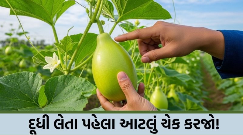 બહારથી ચમકતી દૂધી અંદરથી બીજવાળી તો નથી ને? ઘરે લાવતા પહેલા કરો આ ‘નેલ ટેસ્ટ’, જાણો તાજી દૂધી પારખવાનું વિજ્ઞાન