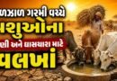 Breaking News : રાજકોટના ધોરાજીમાં કાળઝાળ ગરમી વચ્ચે પશુઓના પાણી અને ઘાસચારા માટે વલખાં, જુઓ Video