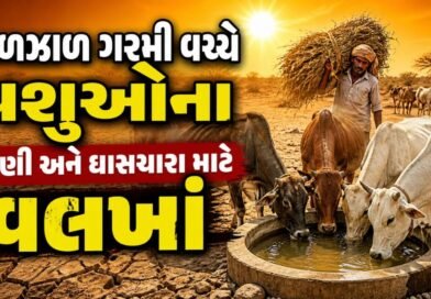 Breaking News : રાજકોટના ધોરાજીમાં કાળઝાળ ગરમી વચ્ચે પશુઓના પાણી અને ઘાસચારા માટે વલખાં, જુઓ Video