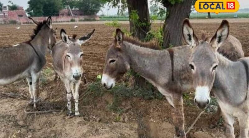 રાજકોટ જિલ્લામાં માત્ર 43 ગધેડા બચ્યા, વિકાસની દોડમાં આ પ્રજાતિઓ લુપ્ત થવાના આરે