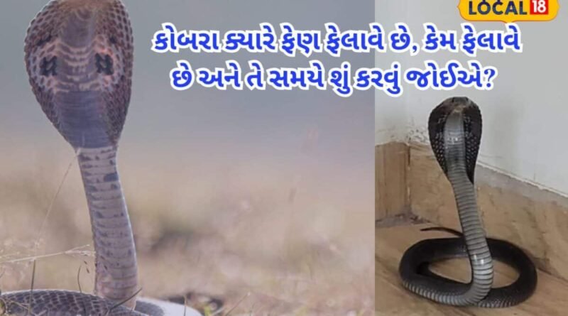 કોબરા સાપ ફેણ કેમ ફેલાવે છે? હુમલો કે માત્ર ડર? જાણો સાચું વૈજ્ઞાનિક રહસ્ય