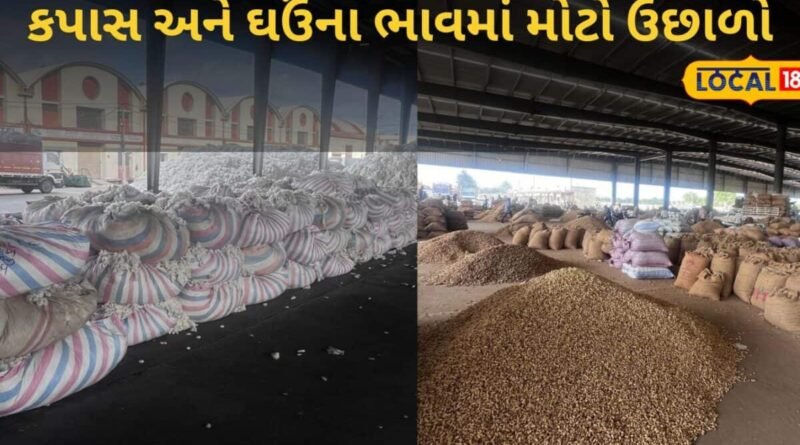 રાજકોટ માર્કેટ યાર્ડમાં જણસોની બમ્પર આવક, 1050થી વધુ વાહનોની લાઈનો, જાણો ભાવ