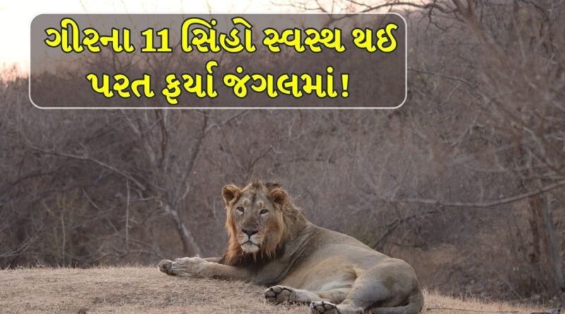 Gir Breaking News : 8 સિંહોના શંકાસ્પદ મોત પછી ગીરના 11 સિંહો સ્વસ્થ થતા ફરી જંગલમાં મુક્ત કરાયા! જુઓ Video