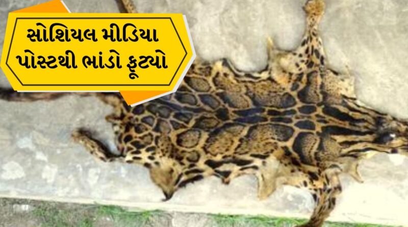 Surat Breaking News: સુરતમાં દીપડાના ચામડાના કાળા કારોબારનો પર્દાફાશ, સોશિયલ મીડિયા પોસ્ટના આધારે DRIએ 2 આરોપીઓને ઝડપી પાડ્યા