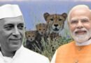 Nehru vs Modi: એક સમયે દેશે દેખ્યો ચિત્તાઓના વિલુપ્તતાનો દૌર, હવે મોદી સરકારના નેતૃત્વ હેઠળ કુનોમાં ચિત્તાઓનો વિકાસ