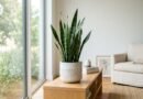 Snake Plant Vastu Tips: સ્નેક પ્લાન્ટ ઘરમાં રાખતા પહેલાં ચેતી જજો! જો ખોટી દિશામાં રાખ્યો તો ફાયદાને બદલે થશે મોટું નુકસાન