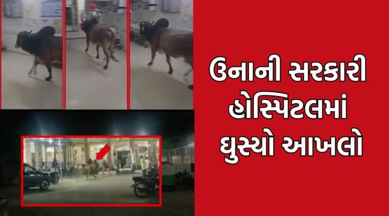 Gir Somnath Breaking: ઉનાની સરકારી હોસ્પિટલમાં ઘુસ્યો આખલો, દર્દીઓમાં ફેલાયો ફફડાટ- Video