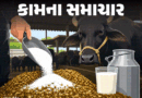 પશુઆહારમાં કેમિકલ યુરિયાની ભેળસેળ:યુરિયાયુક્ત દૂધ પીવાથી વ્યક્તિની કિડની-લિવર ફેલ થવાનું જોખમ, પશુપાલકોએ 11 બાબતો ધ્યાનમાં રાખવી