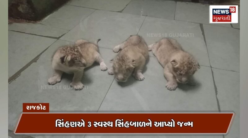પ્રદ્યુમન પાર્કમાં ગુંજી બાળસિંહની કિલકારીઓ