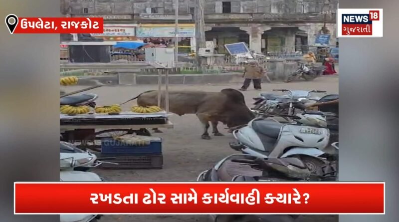 ઉપલેટામાં આખલાએ કર્યું મોતનું તાંડવ, રાહદારીઓને શીંગડે ભરાવ્યાં