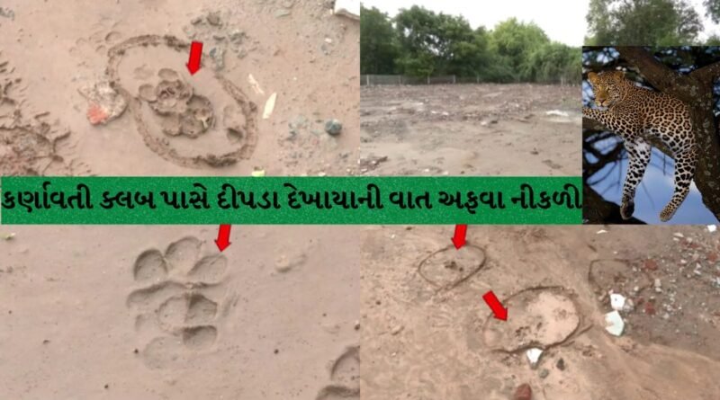 અમદાવાદમાં દીપડાથી ફફડાટ, સાણંદના કાણેટી સુધી શોધખોળ, કર્ણાવતી ક્લબ પાસે દેખાયાની વાત અફવા