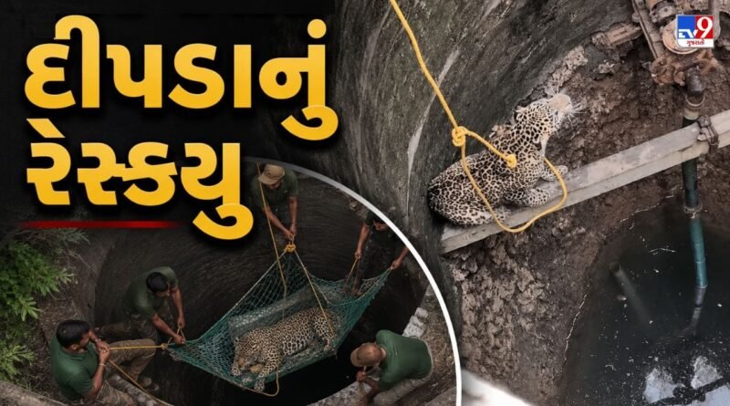 Gir Somnath Breaking: ગીર-સોમનાથમાં કૂવામાં ખાબક્યો દીપડો, કલાકોની જહેમત બાદ સફળ રેસ્ક્યુ, જુઓ Video