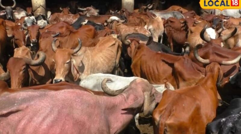 ચોમાસાની શરૂઆત સાથે ગાયોમાં ચેપી રોગો ફેલાવાનો ખતરો, માલધારીઓને આટલું કરવું
