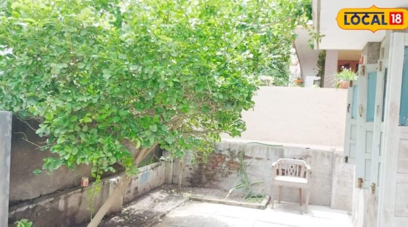Home Garden Tips: ચોમાસામાં વૃક્ષારોપણ માટે બેસ્ટ છે આ વૃક્ષો, જગ્યા પ્રમાણે કરો પસંદગી