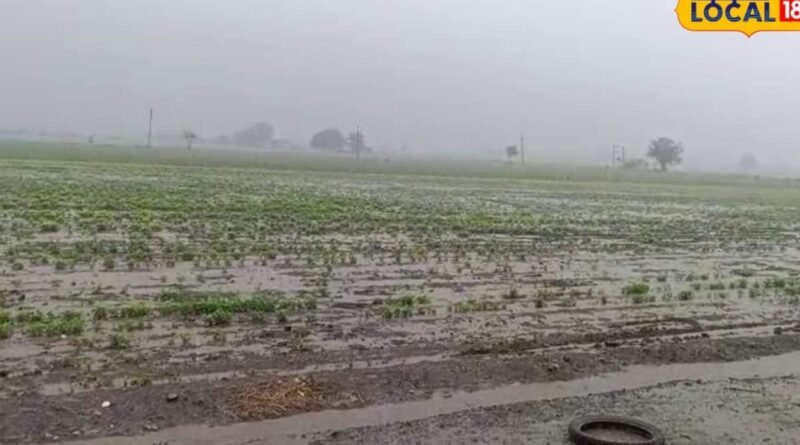 Rajkot Rain: મોડા મેઘથી ખેડૂતો ખુશ, રાજકોટ જિલ્લામાં 87% વાવેતર પૂર્ણ, કપાસ-મગફળીને નવજીવન