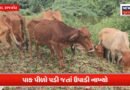 થાકીને ખેડૂતોએ મગફળી ઉપાડીને ઢોરને ફેંકી દીધી!
