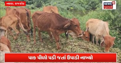 થાકીને ખેડૂતોએ મગફળી ઉપાડીને ઢોરને ફેંકી દીધી!