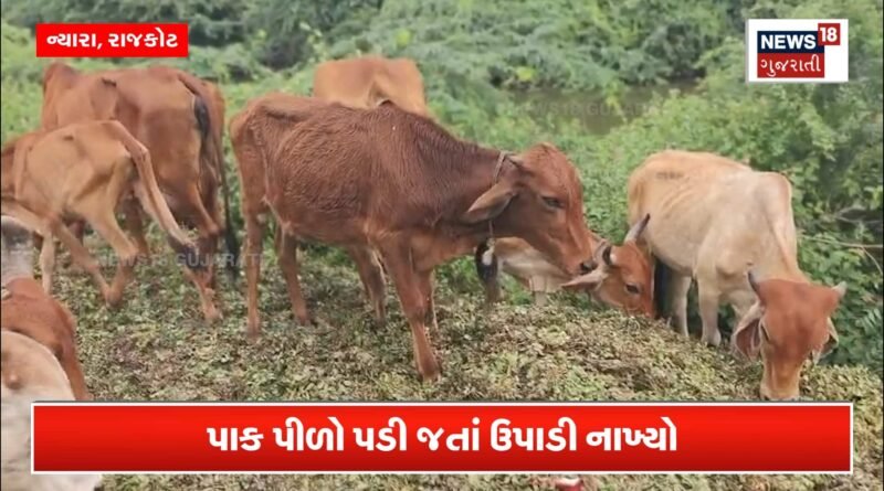 થાકીને ખેડૂતોએ મગફળી ઉપાડીને ઢોરને ફેંકી દીધી!