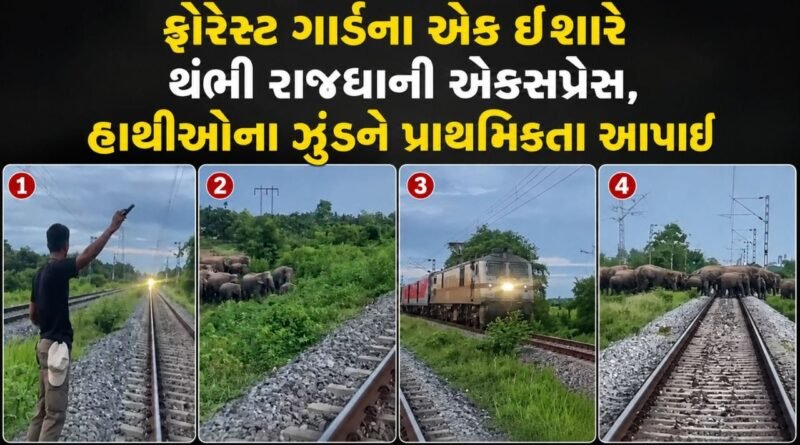 130 ની સ્પીડ, સામે પાટા પર ‘ગજરાજ’… ફોરેસ્ટ ગાર્ડના એક ઈશારે થંભી રાજધાની એક્સપ્રેસ, ટળ્યો મોટો અકસ્માત 130 ની સ્પીડ, સામે પાટા પર ‘ગજરાજ’… ફોરેસ્ટ ગાર્ડના એક ઈશારે થંભી રાજધાની એક્સપ્રેસ, ટળ્યો મોટો અકસ્માત
